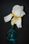 Witte Iris in vaas op zwart