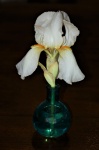 Witte iris in vaas op bruin