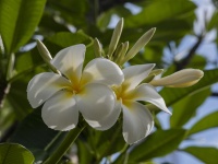 Biały kwiat Plumeria Hawaje