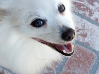 Witte Pommerse hond