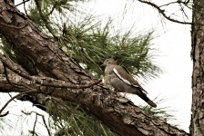 White-winged Dove in Pine Tree