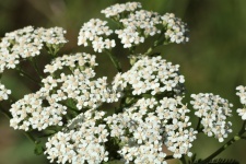 Weiße Yarrow Wildflowers Close-up