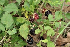 Wild Blackberries On Vine