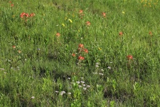 Wildflowers In Country Field