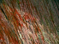 Wood Grain Background