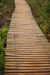Wooden Walkway Across Wetland