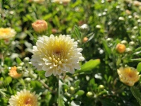 Yellow and white flower