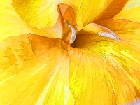 Flor amarela do canna artística