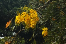 Fiori di pioggia dorata di colore giallo