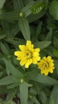 Gele bloem
