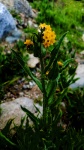 Yellowflower sălbatic galben