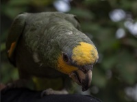 Yellow Naped Amazon Parrot