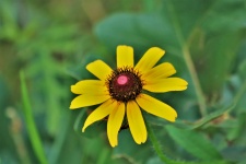 Sárga Rudbeckia virág