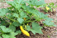 Yellow Squash on Plant