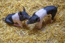 Yorkshire Piglets