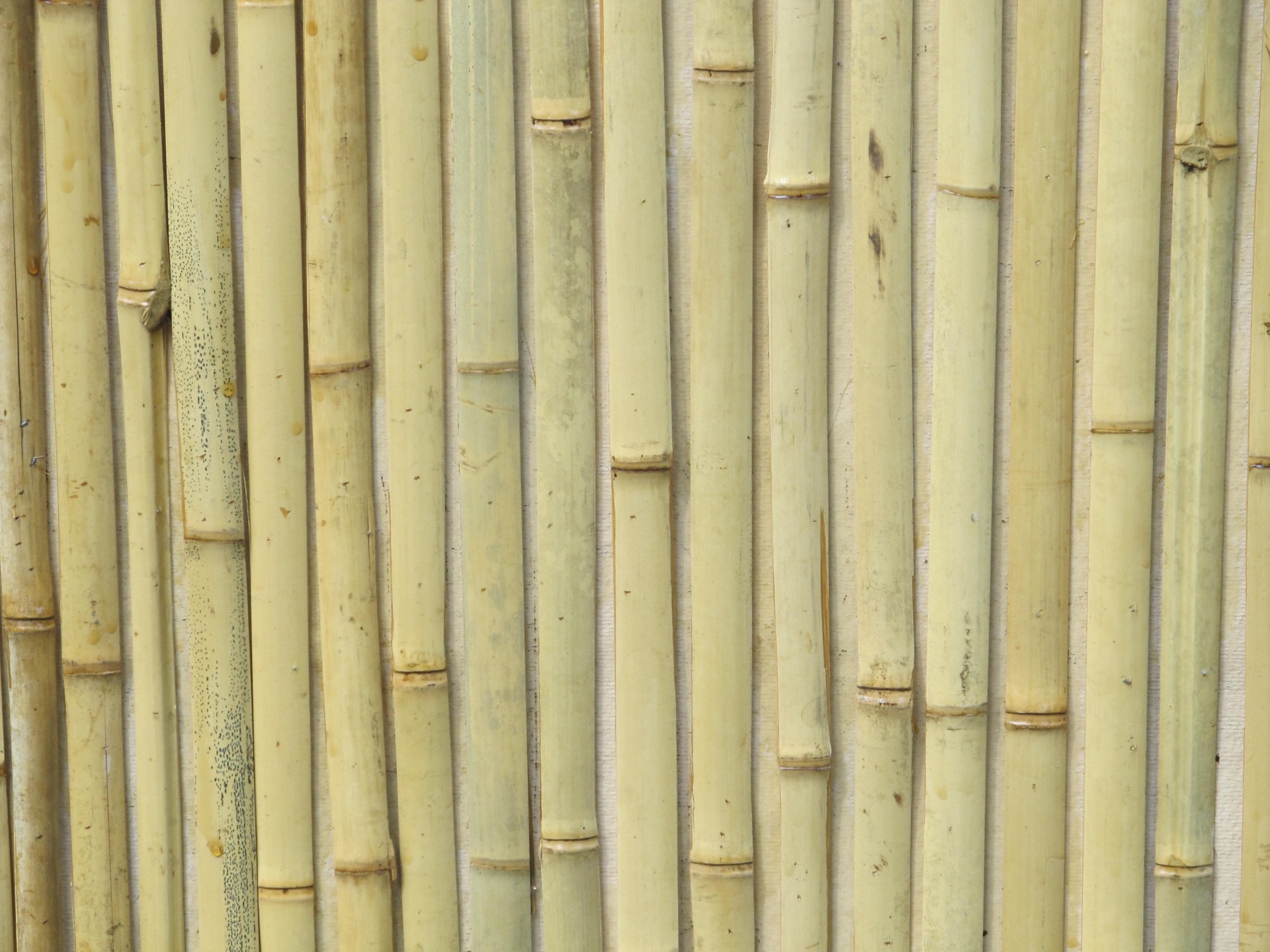 Bamboe Omheining