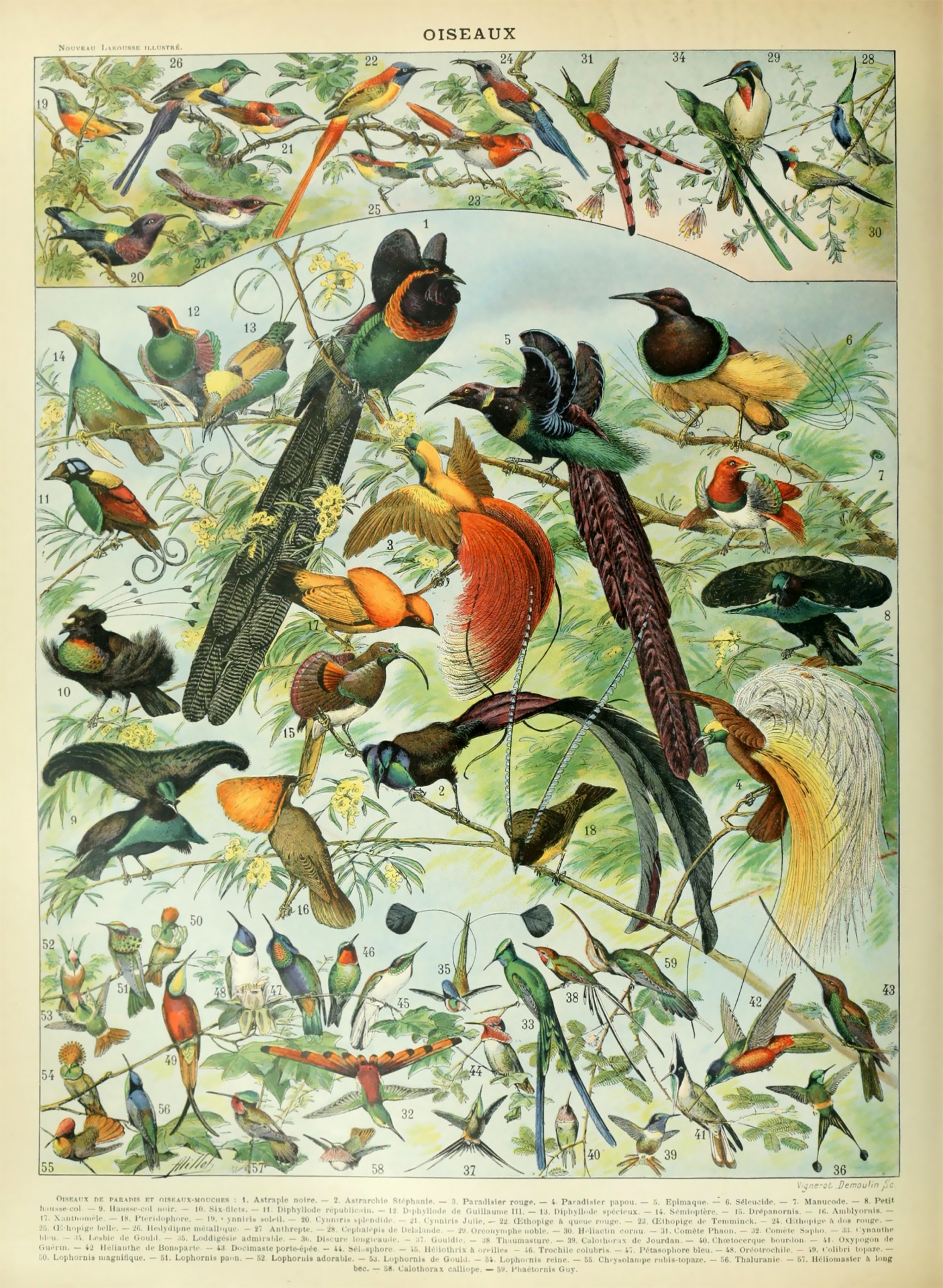 Cópia da arte do vintage dos pássaros