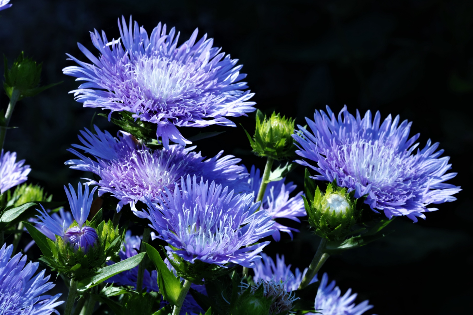 Blue Asters On Black Background Free Stock Photo Public Domain Pictures