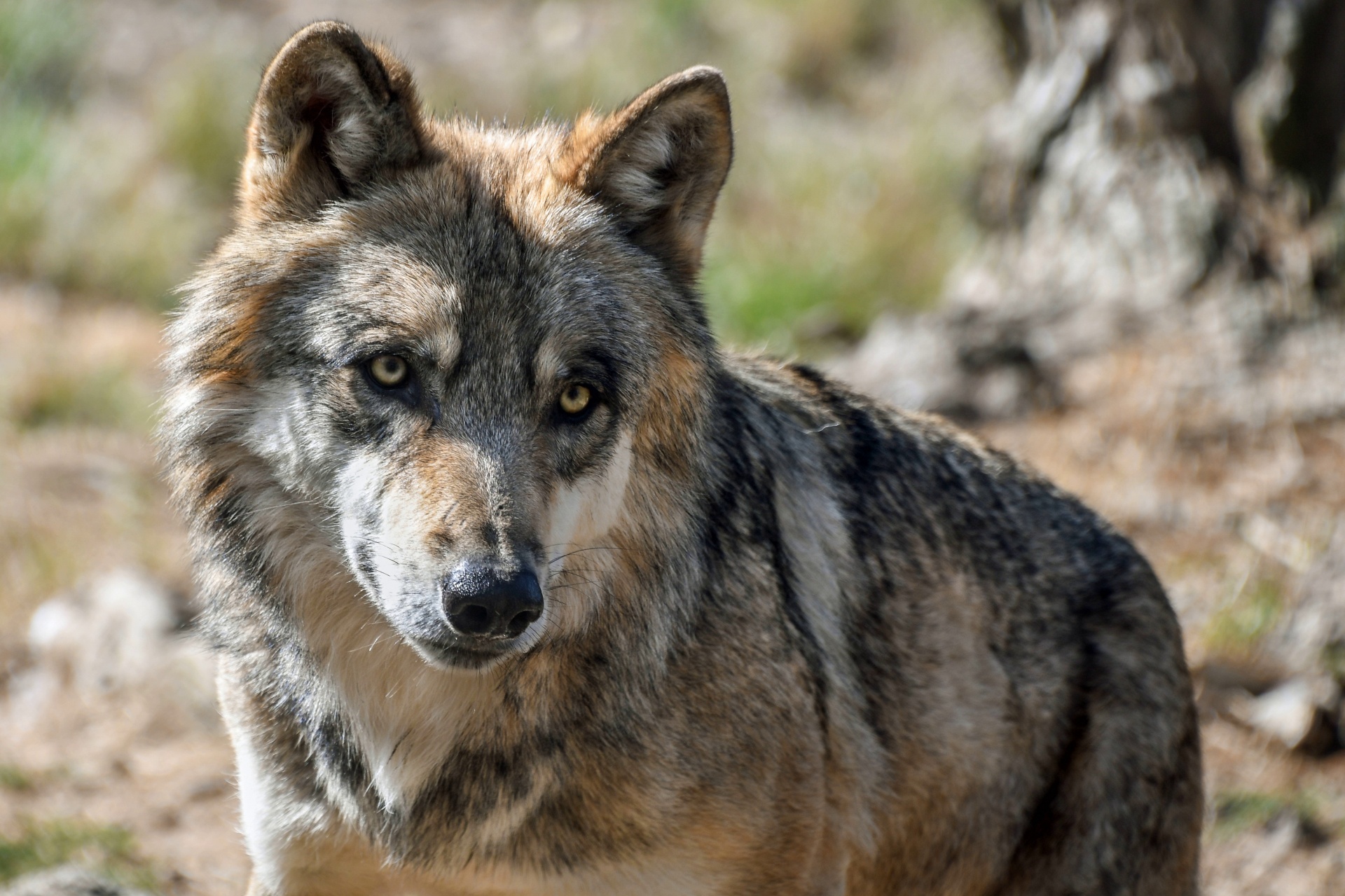 Dangerous Wild Wolf Free Stock Photo - Public Domain Pictures