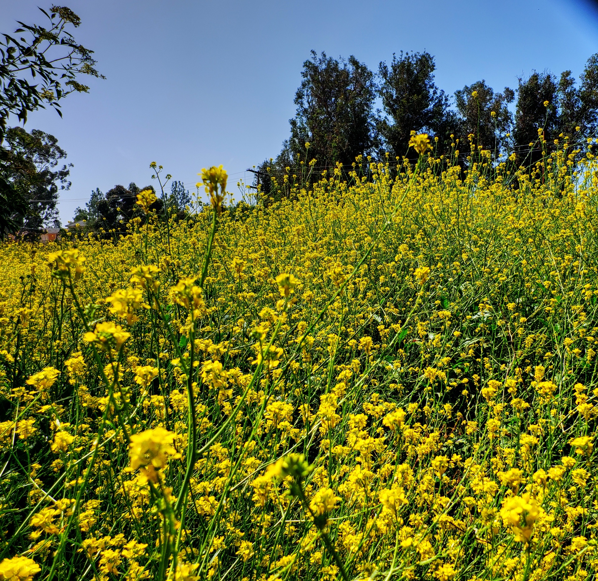 field-of-mustard-free-stock-photo-public-domain-pictures