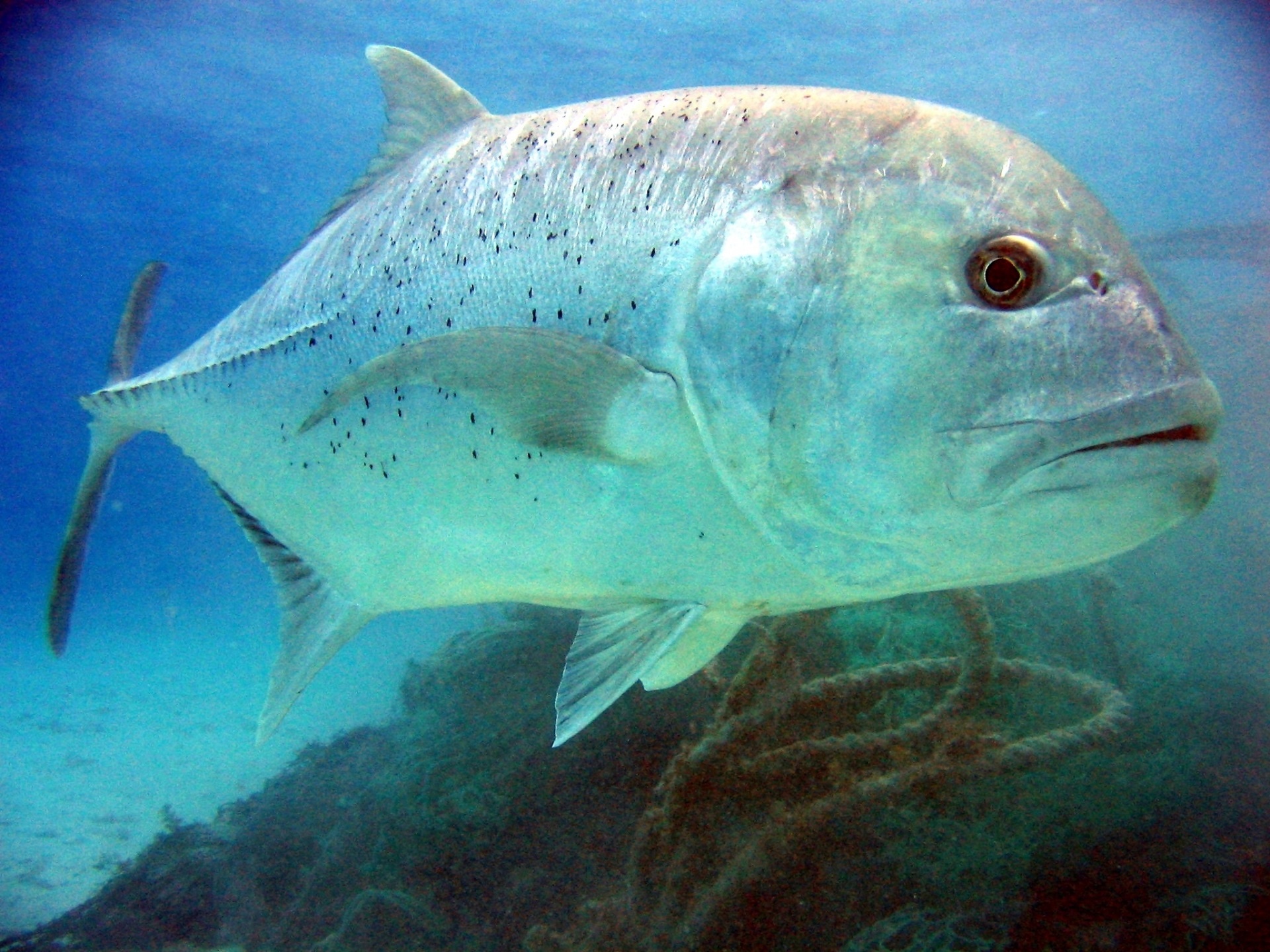 How Euryhaline Fish Work - Future Science Leaders