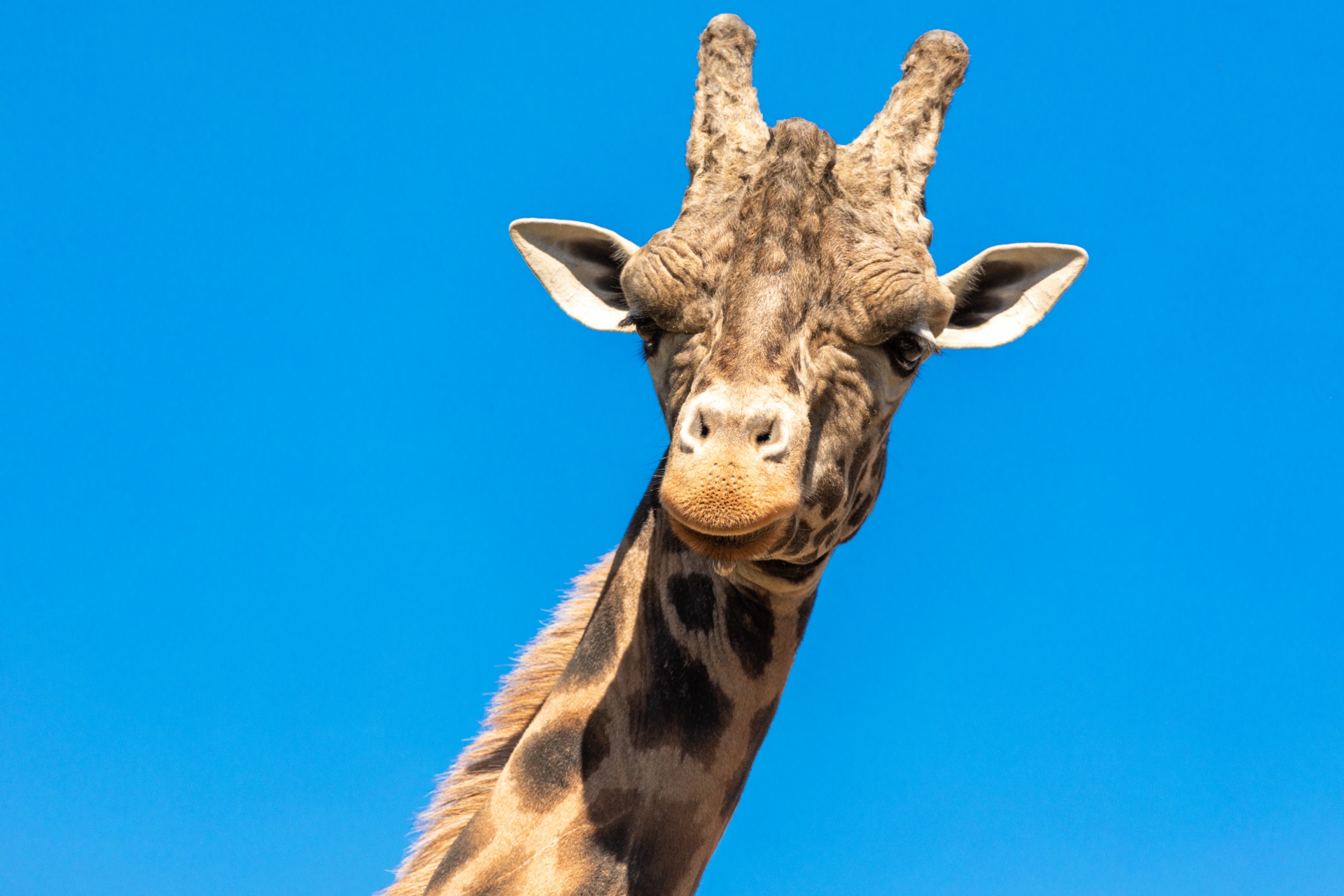 长颈鹿的头和舌头 免费图片 - Public Domain Pictures
