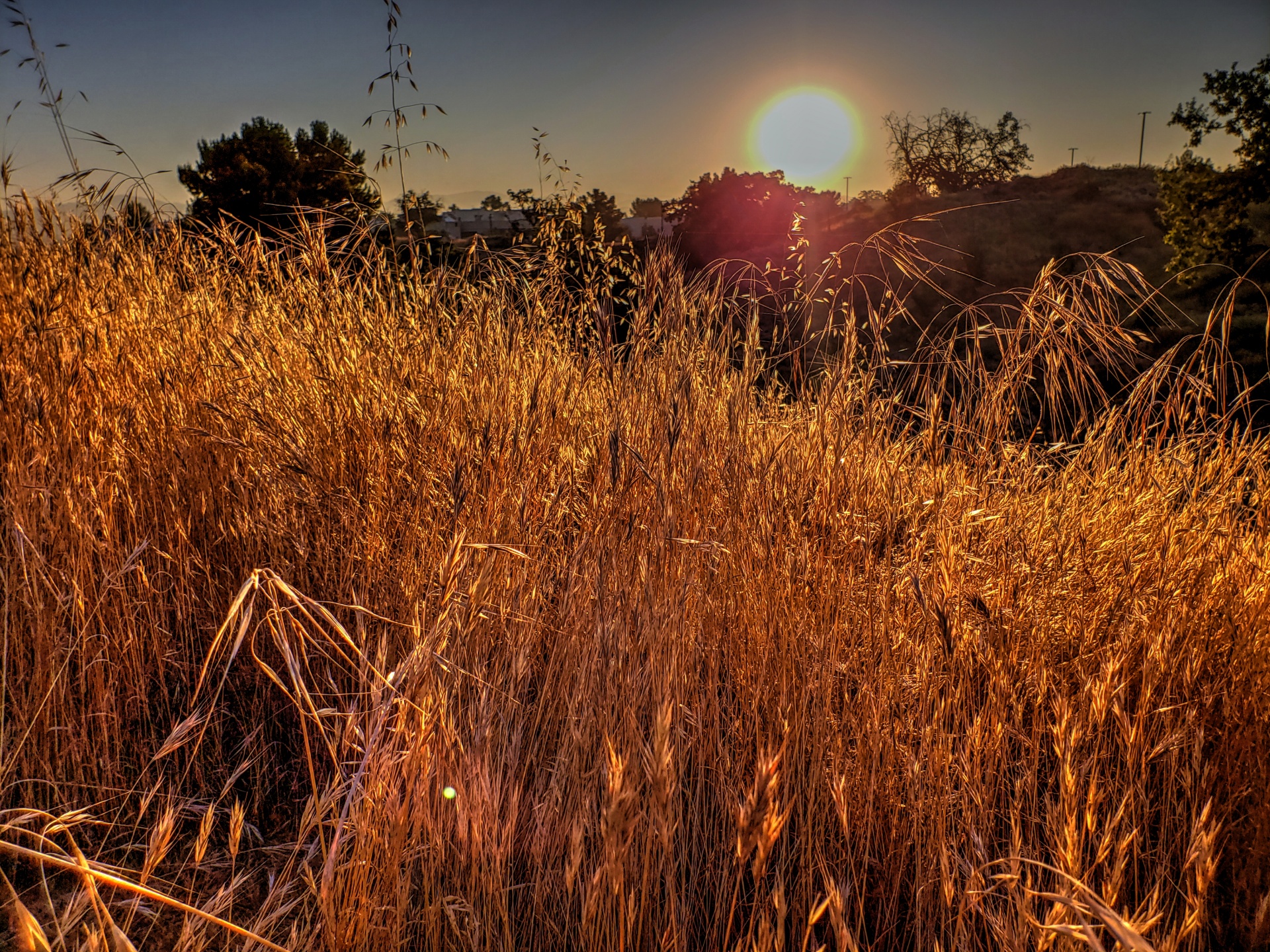 Golden Tall Grass Free Stock Photo - Public Domain Pictures