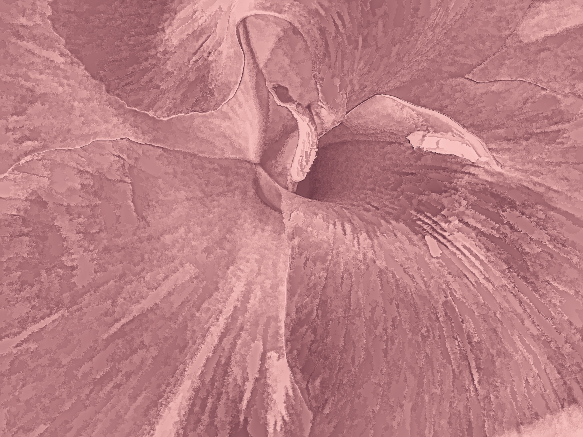 gradient-canna-flower-1561814544dWU.jpg