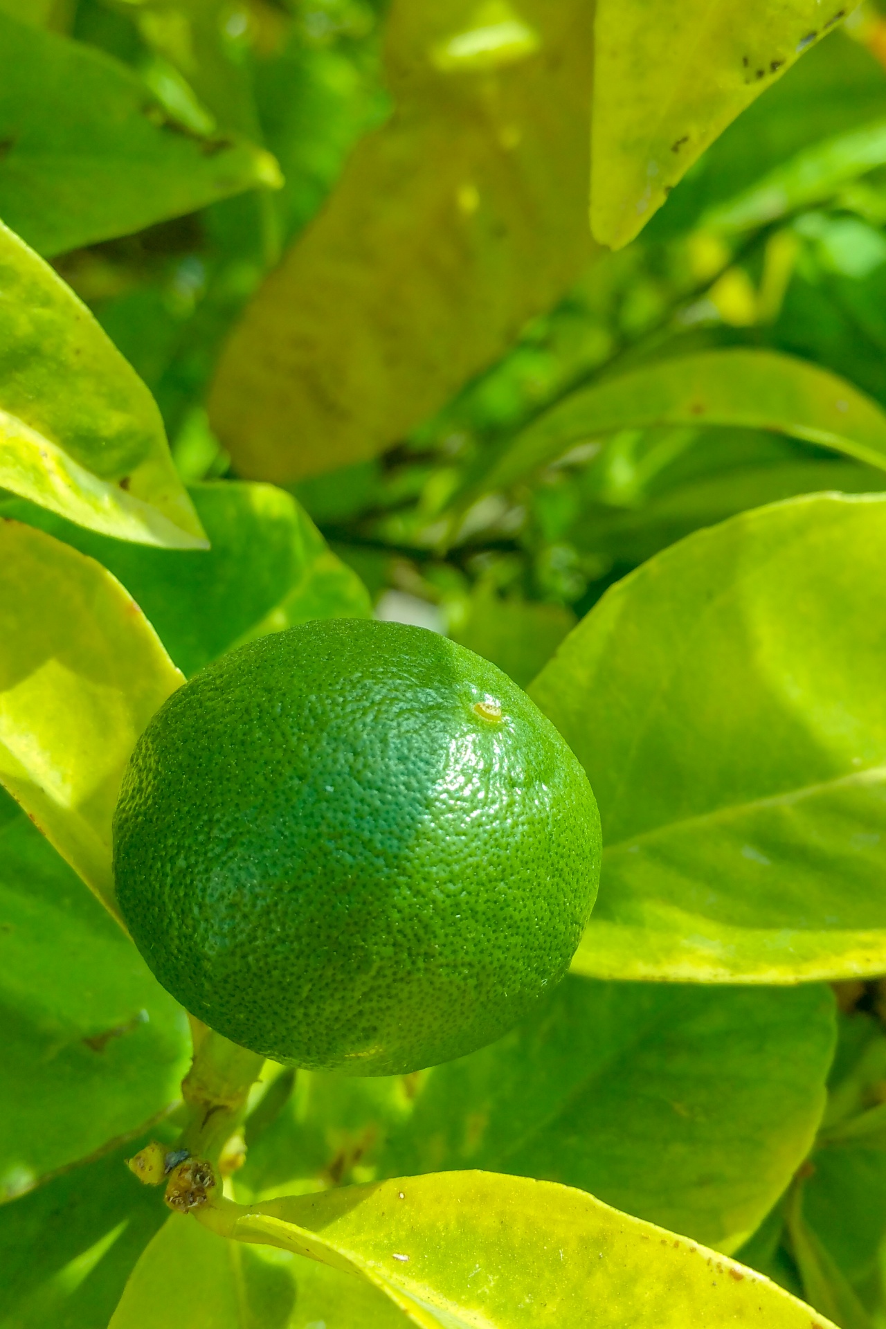 Growing Lime Free Stock Photo - Public Domain Pictures