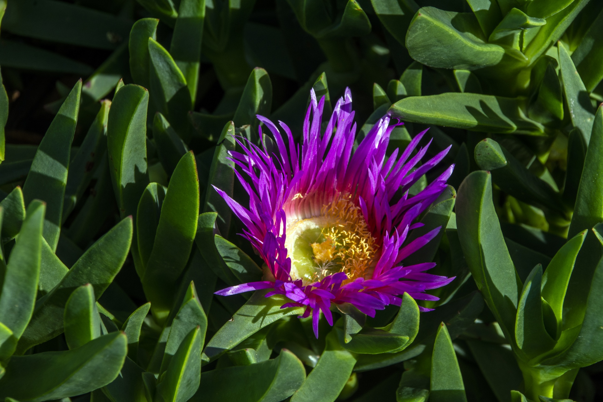 Ice Plant Flower Free Stock Photo Public Domain Pictures