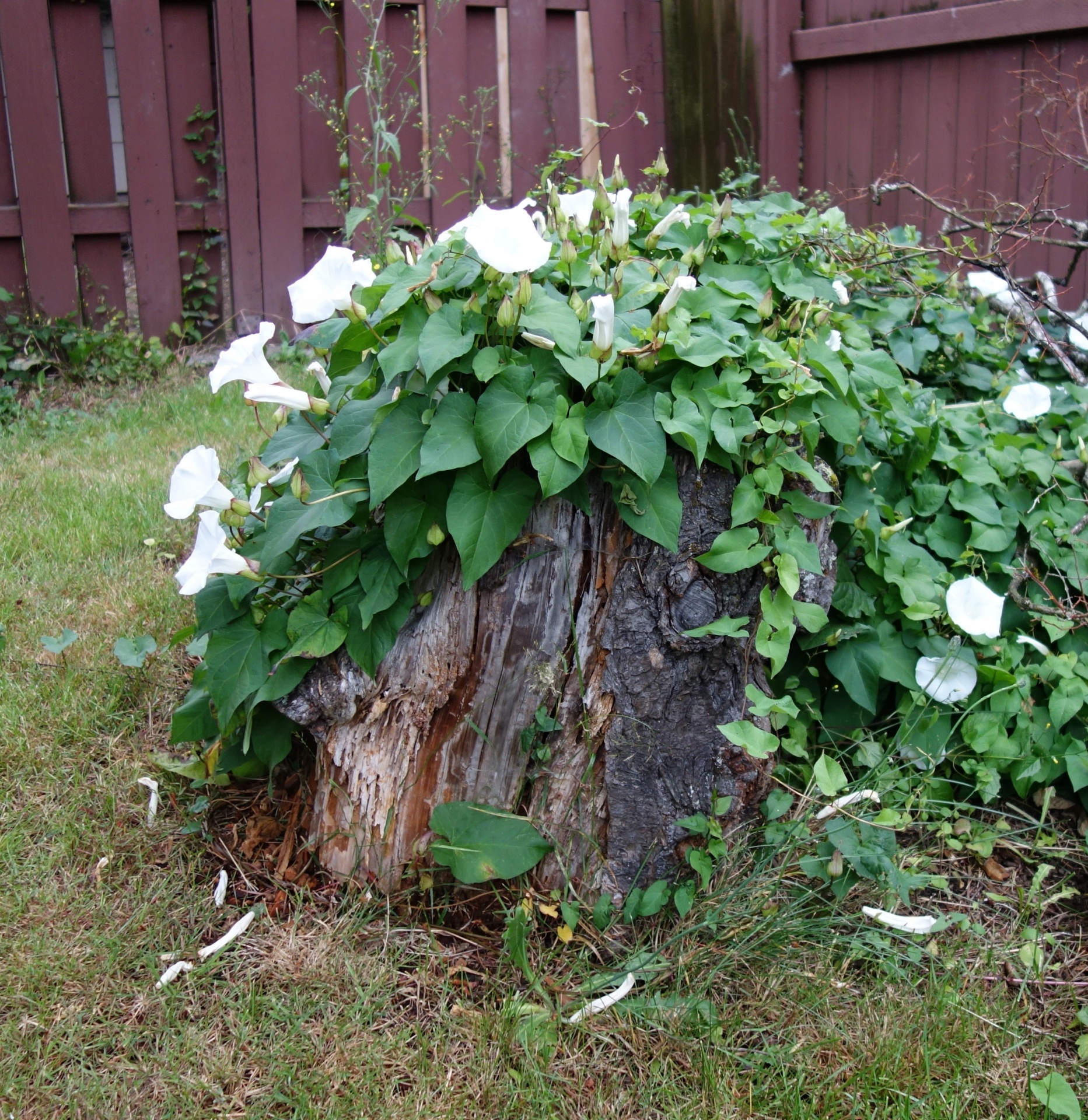 Morning Glory Stump Free Stock Photo - Public Domain Pictures