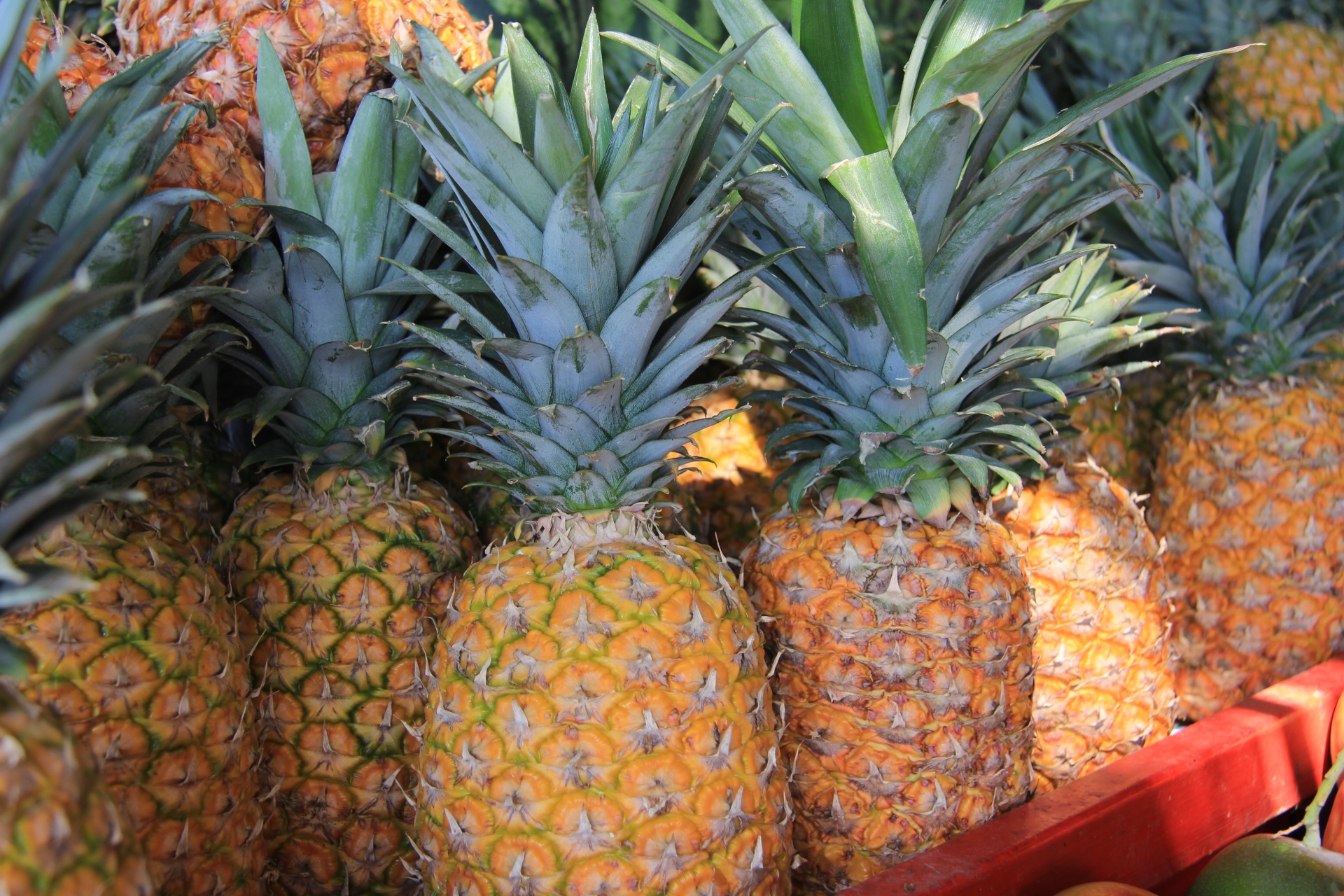 pineapple-fruit-free-stock-photo-public-domain-pictures