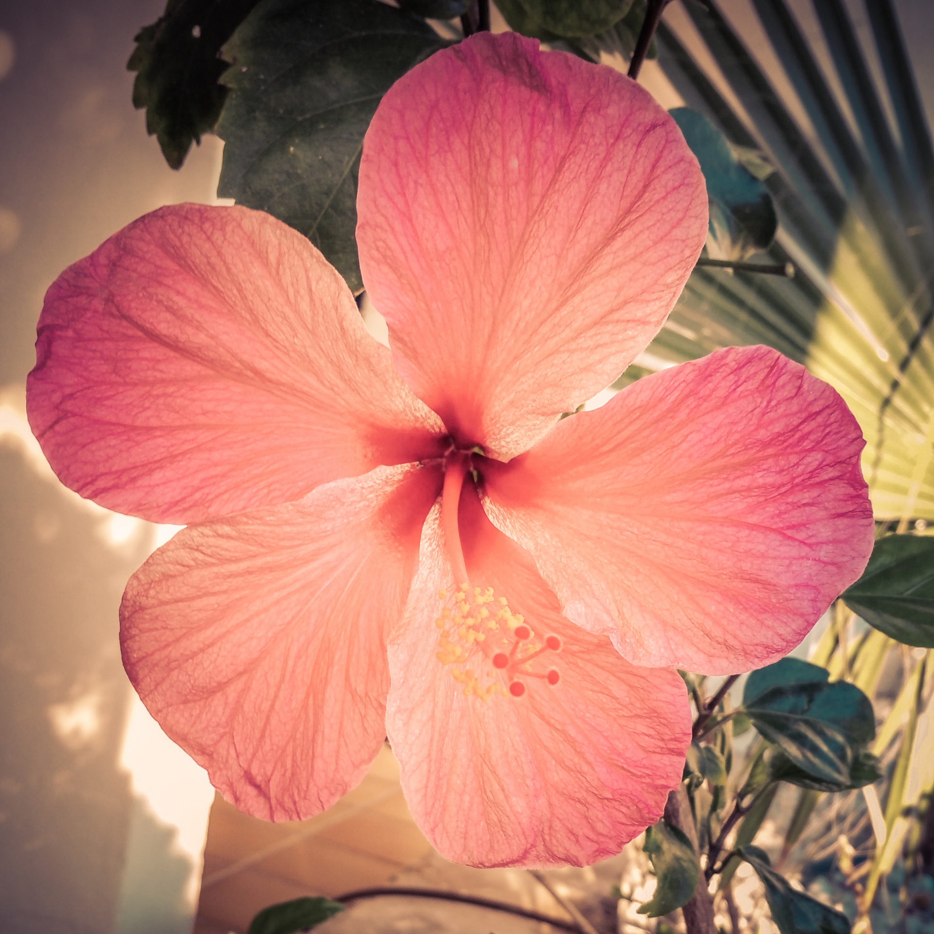 pink-hibiscus-free-stock-photo-public-domain-pictures