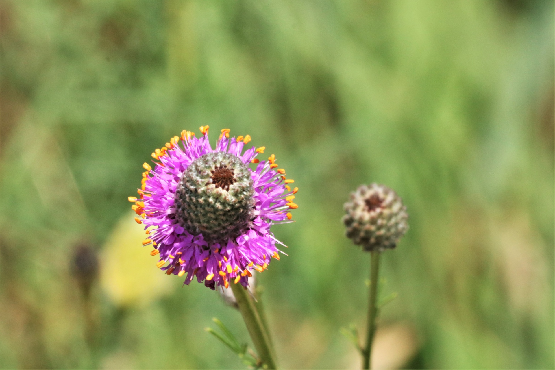 Purple Prairie Clover Wildflower 2