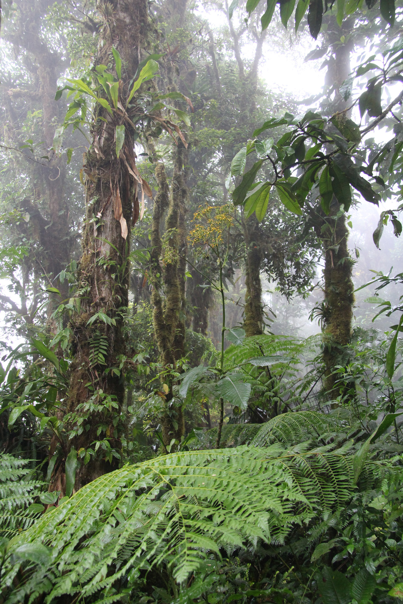 亚马逊雨林1920x1080分辨率下载,亚马逊雨林,高清图片,壁纸,自然风景-桌面城市