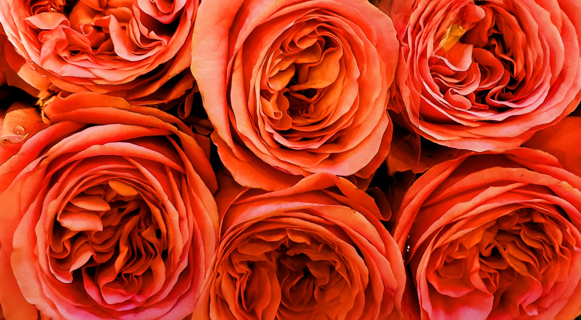 red-roses-free-stock-photo-public-domain-pictures