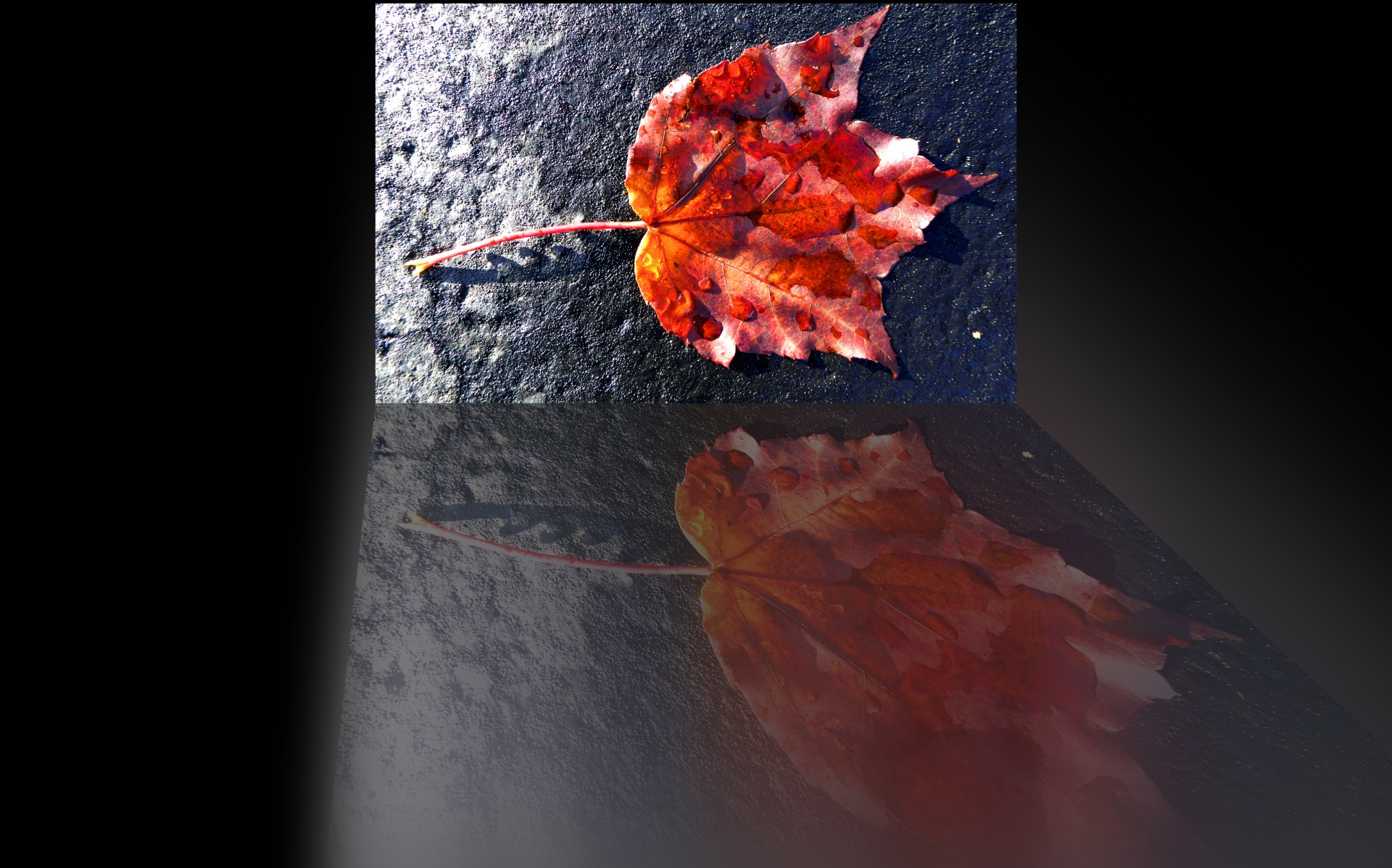 Reflective Autumn Leaf Free Stock Photo - Public Domain Pictures