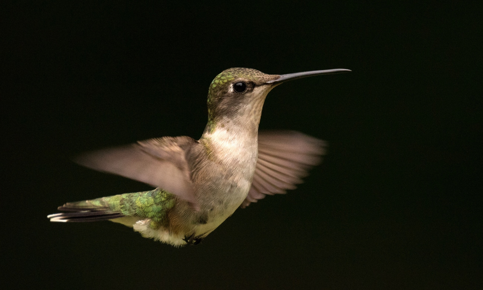 Ruby Throated Hummingbird Free Stock Photo - Public Domain Pictures