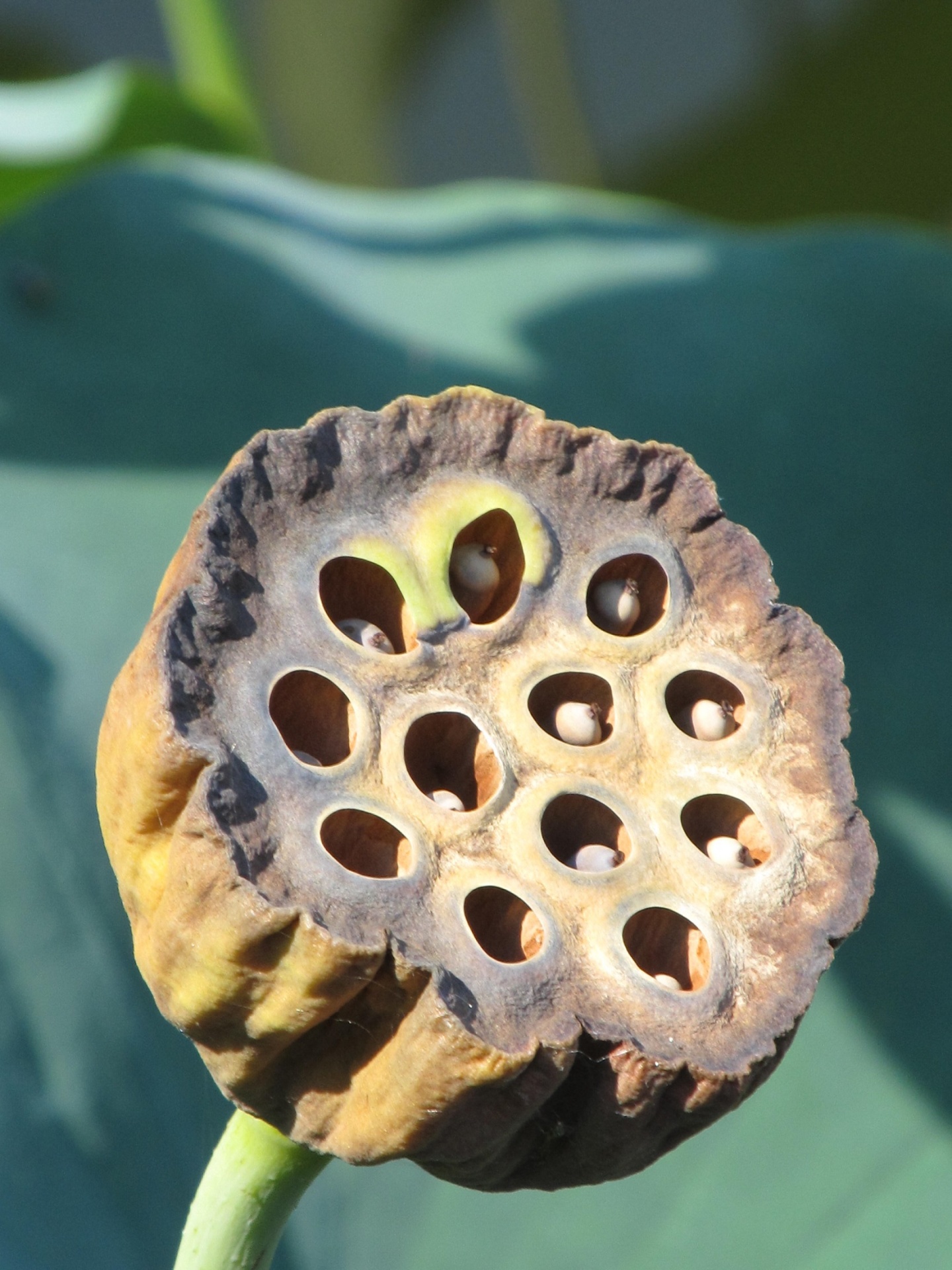 seed-pod-free-stock-photo-public-domain-pictures