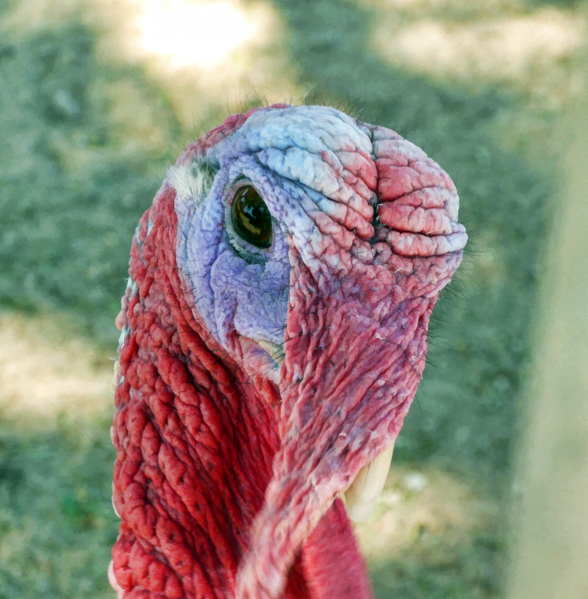 File:Wild Turkey 159.jpg