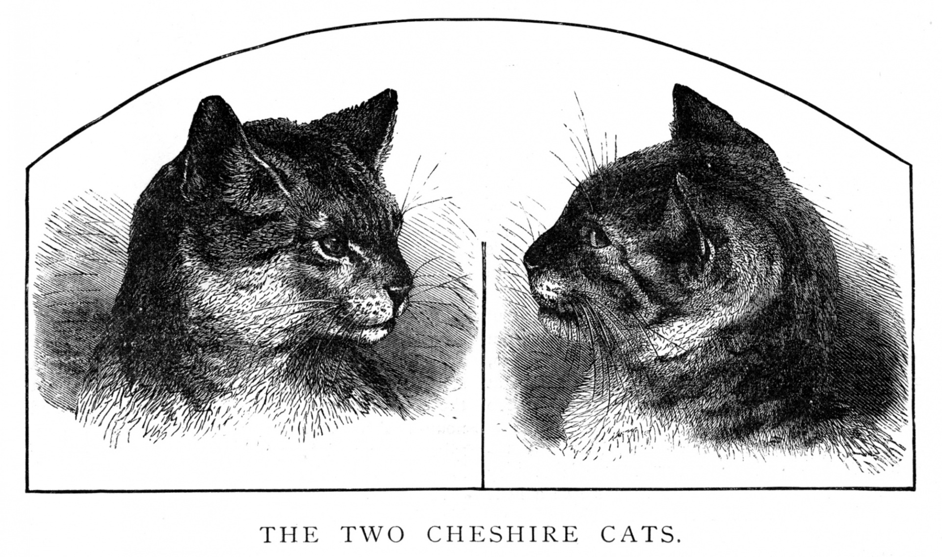 Dos gatos de Cheshire ca 1880