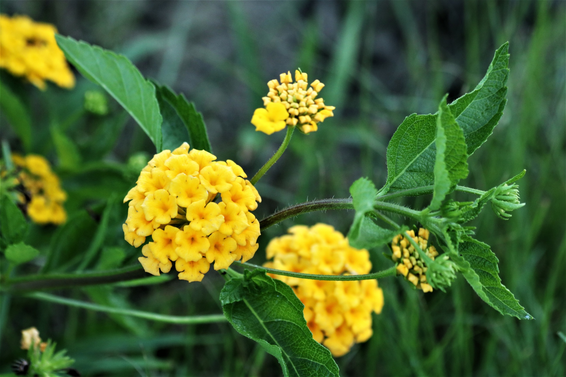 黄色のランタナの花のクローズアップ 無料画像 Public Domain Pictures