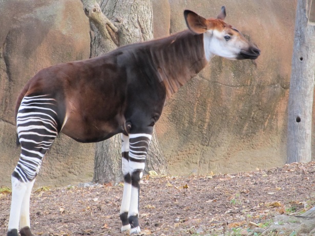 Okapi africano Foto stock gratuita - Public Domain Pictures
