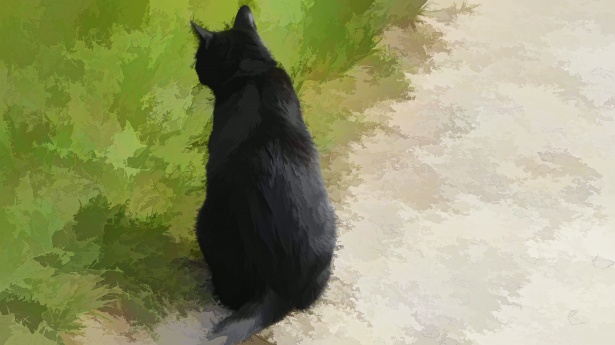 黒猫 無料画像 Public Domain Pictures