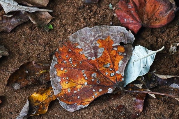 Decaying Discoloured Brown Leaf Free Stock Photo - Public Domain Pictures