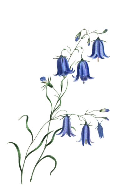 Цветы Колокольчики Акварельные Бесплатная фотография - Public Domain  Pictures