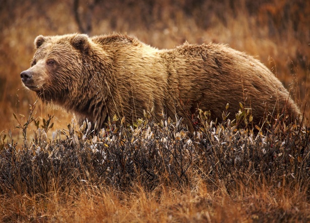 Grizzly Bear Free Stock Photo - Public Domain Pictures......10 strongest animals in the world