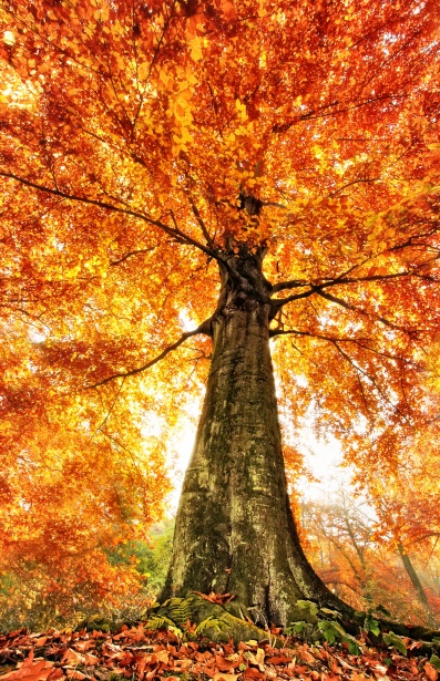 Autumn Tree Free Stock Photo - Public Domain Pictures