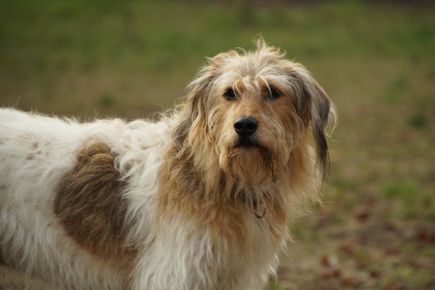 Słodki pies słodkie zwierzę Darmowe zdjęcie - Public Domain Pictures