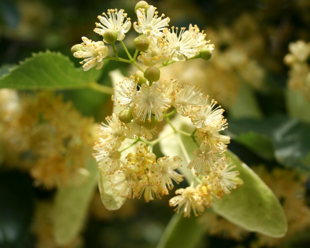 Linden, Blossom,bloom Free Stock Photo - Public Domain Pictures